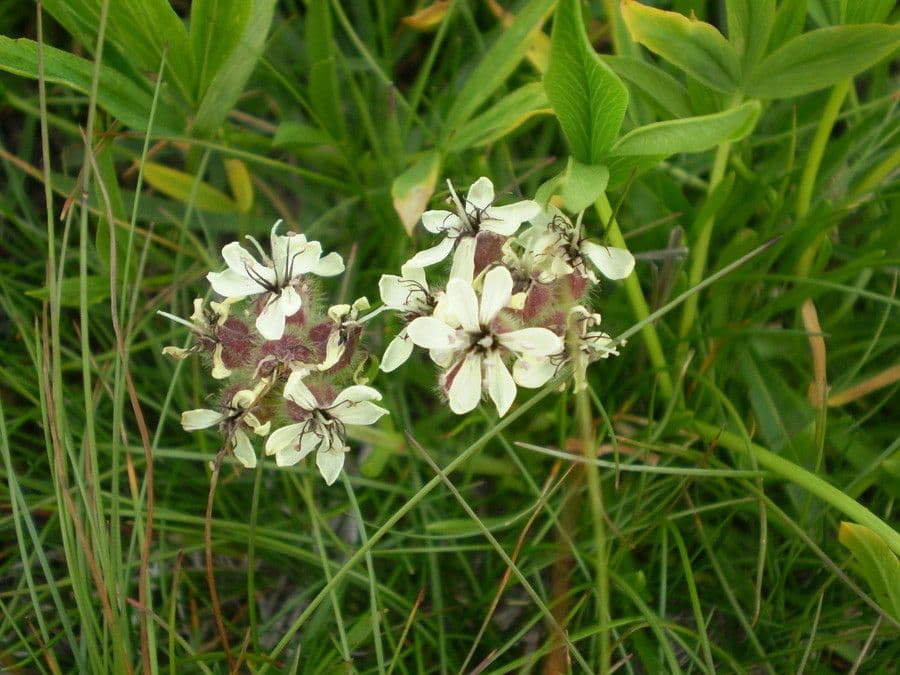 Saponaria gialla 5