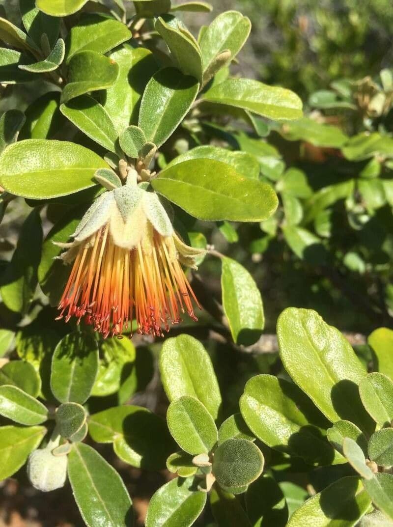 Diplolaena