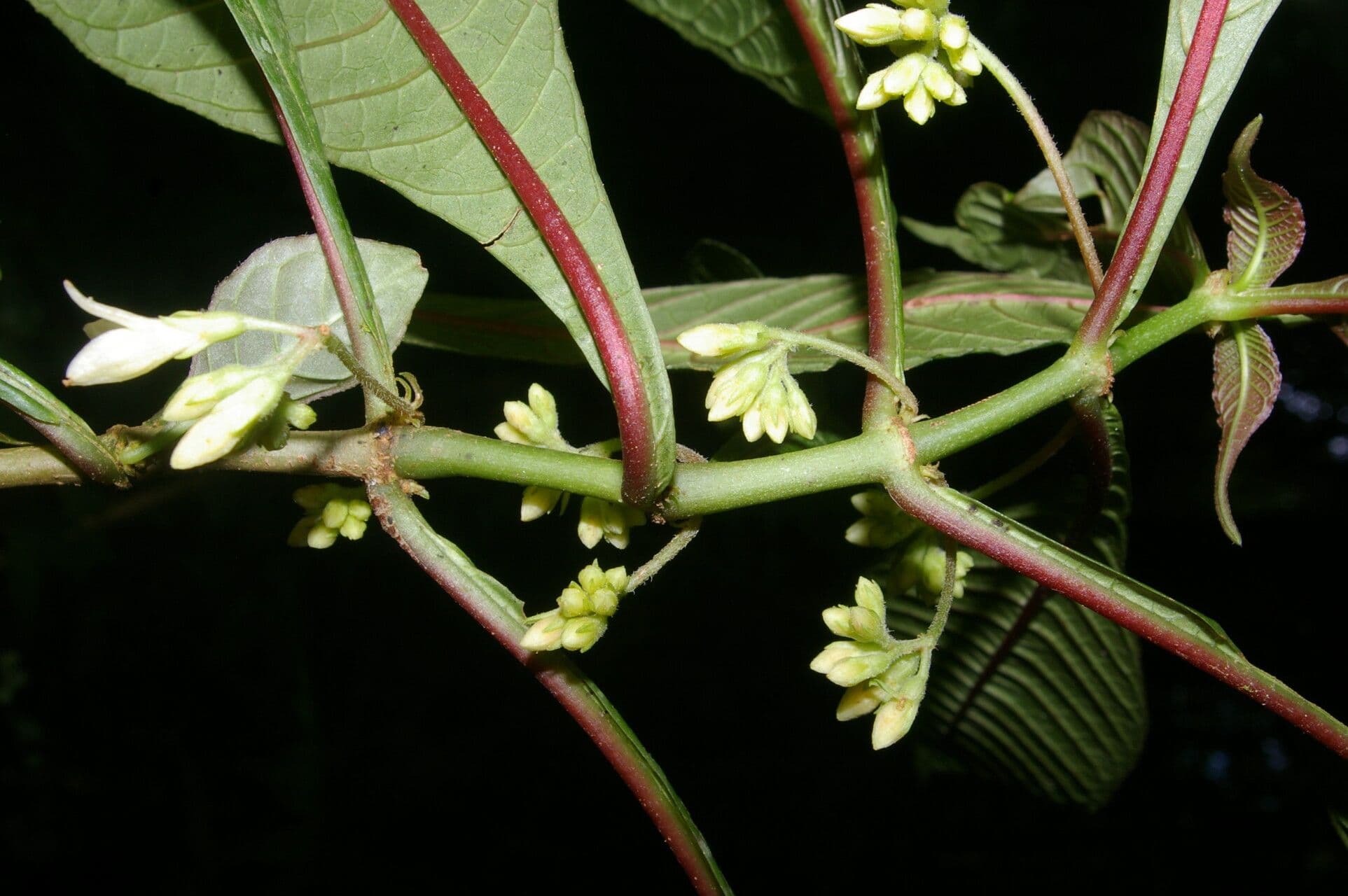 Hoffmannia 5