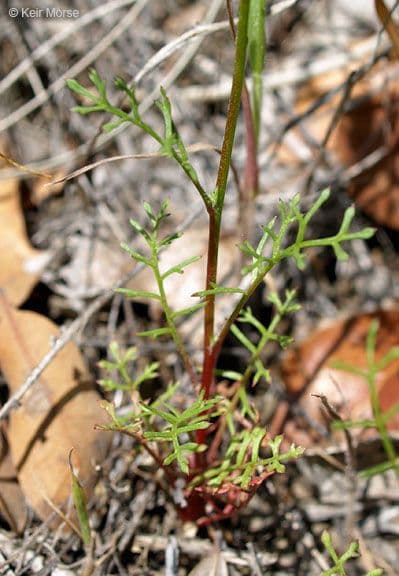 Achillea-Gilie 14