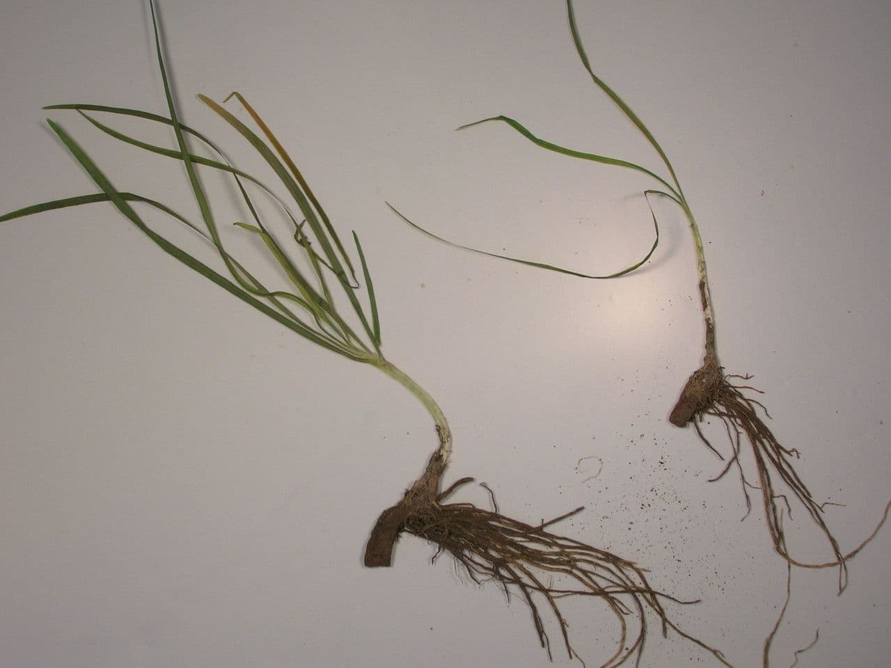 Schnittknoblauch 23