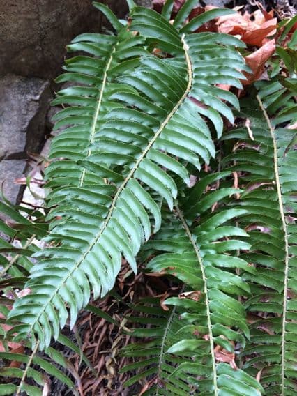 Polystichum imbricans 6