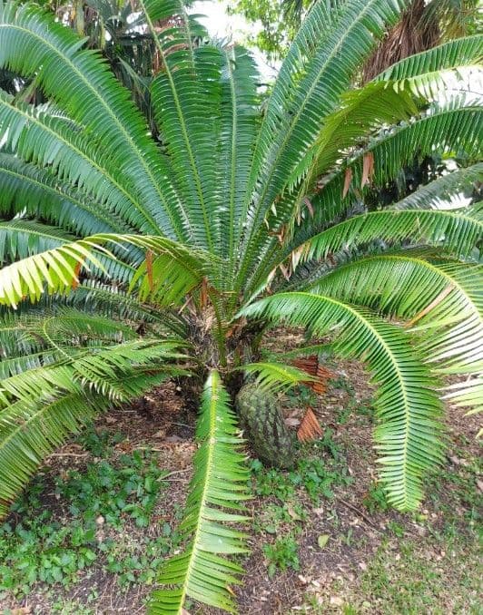 Dioon 9