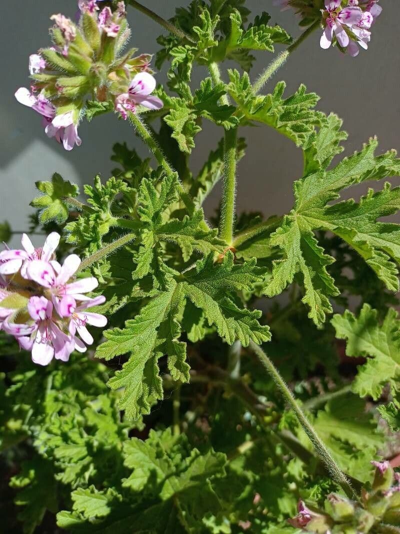 Geranium 12