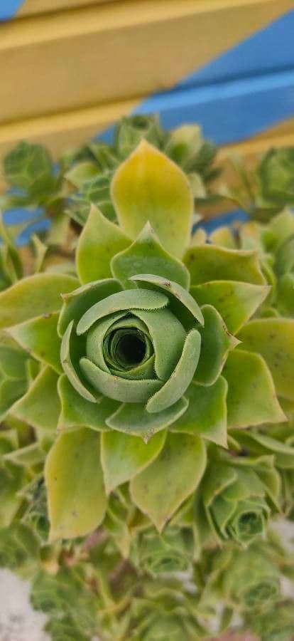 Aeonium lancerottense 4