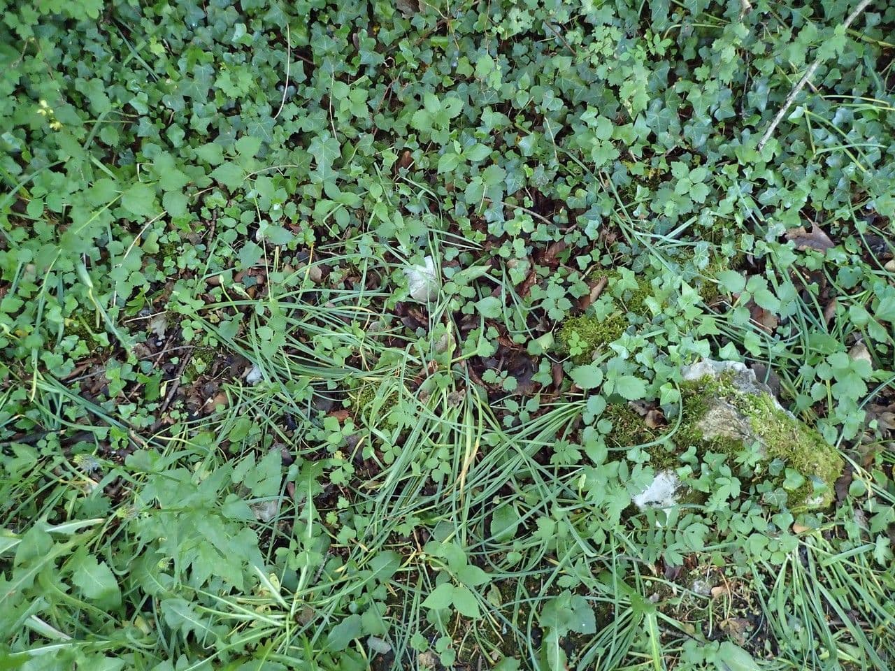 Snědek pyrenejský 13