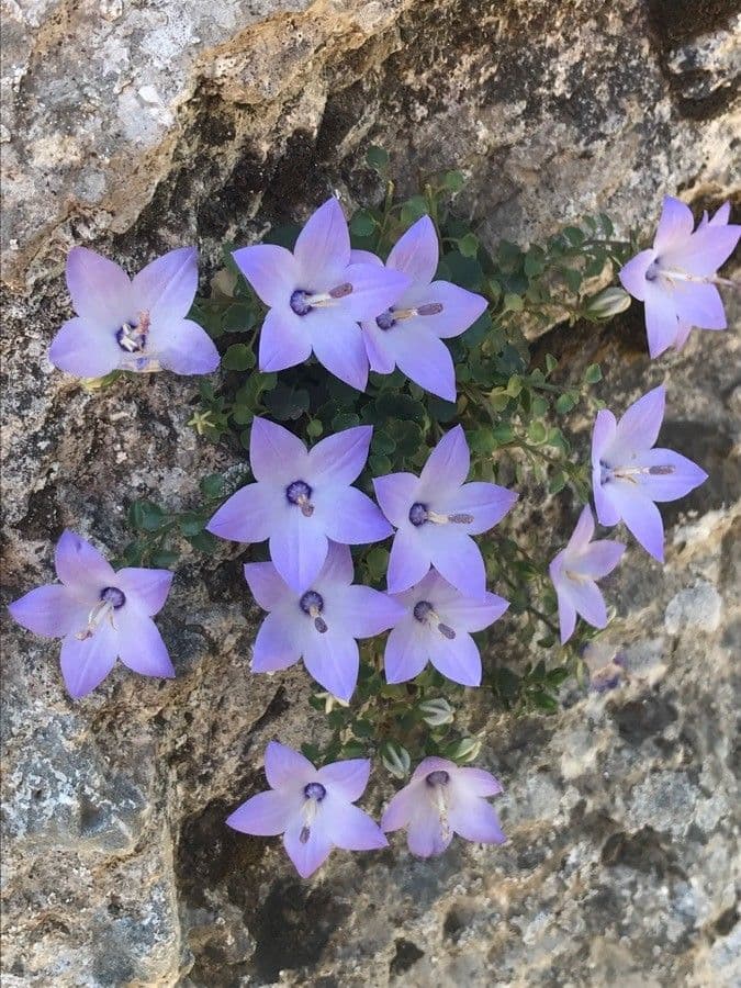 Campanula 16
