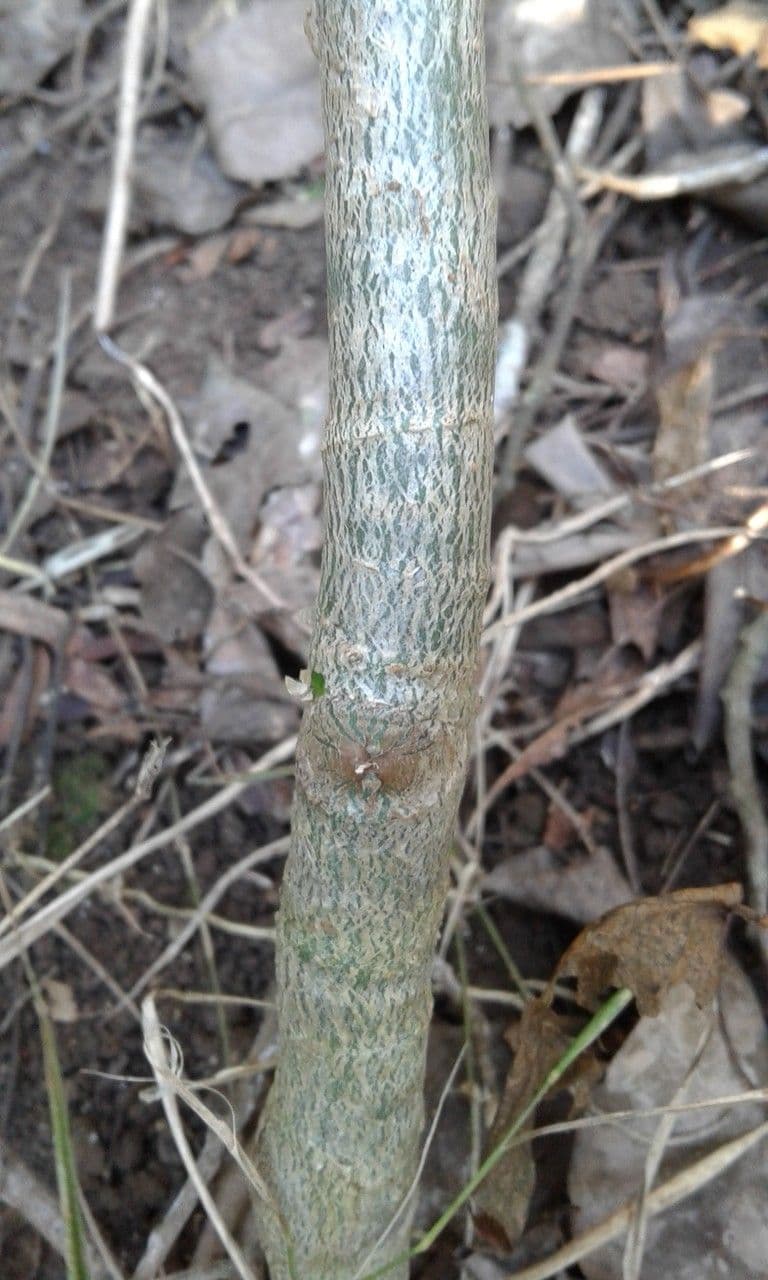 Polyscias 4