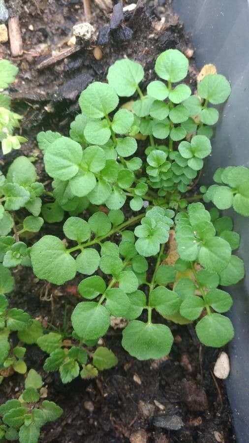 Cardamine flexueuse 20