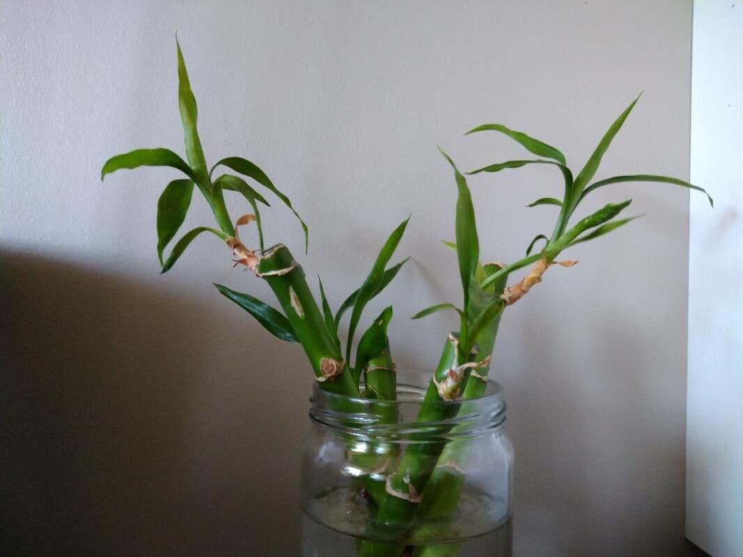 Dracena 5