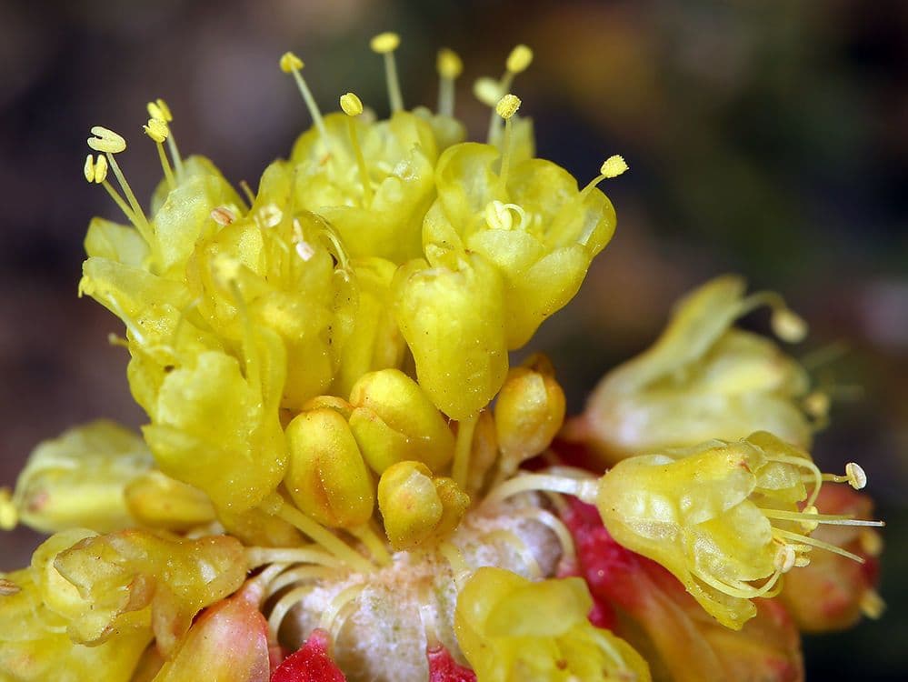 Eriogonum 6