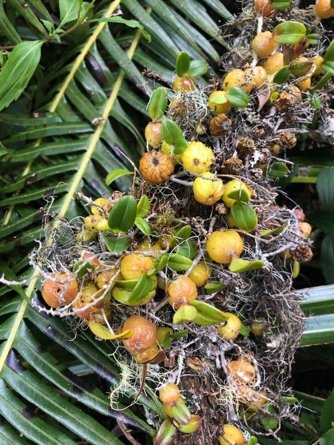 Bulbophyllum 5