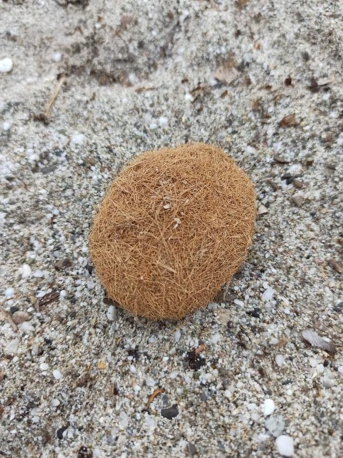 Posidonie mořská 24