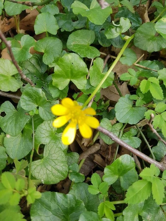 Ranunculus parviflorus 9