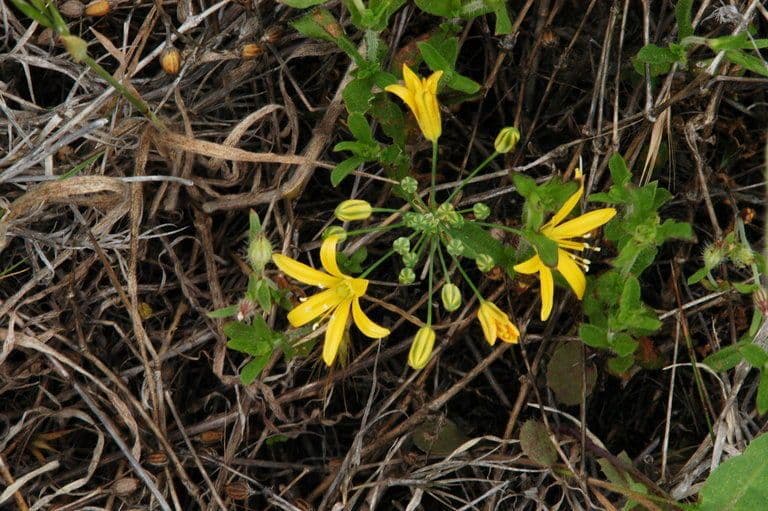 Bloomeria crocea 4