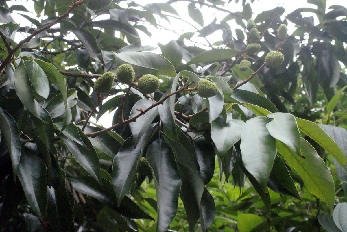 Litchi 27