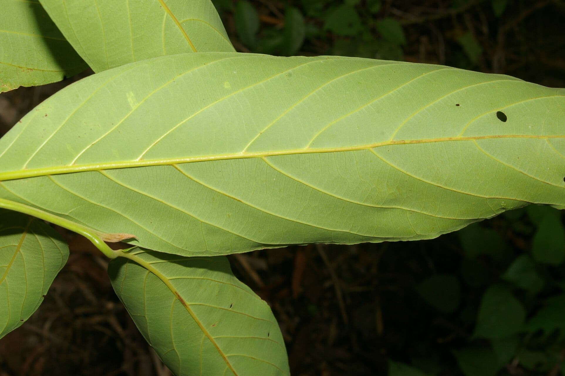 Nectandra 5