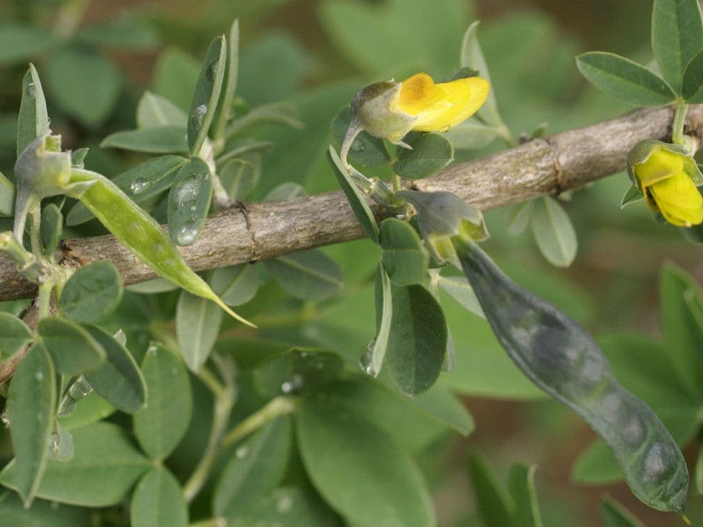 Anagyris fetida 3