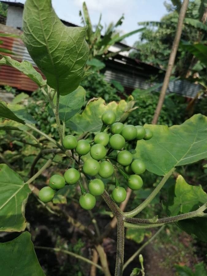 Schlafbeere 4
