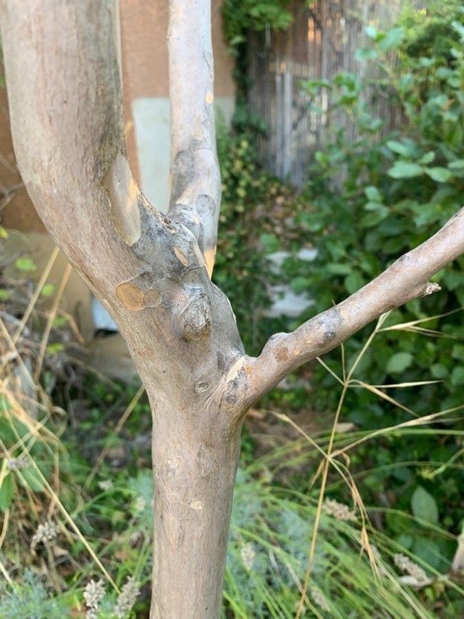 Lagerstroemia 24