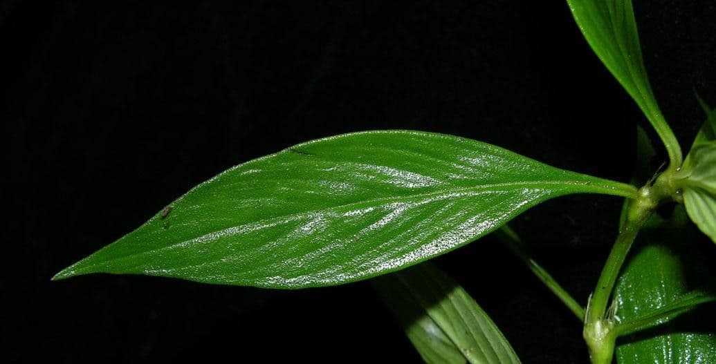 Spermacoce ocymifolia 10