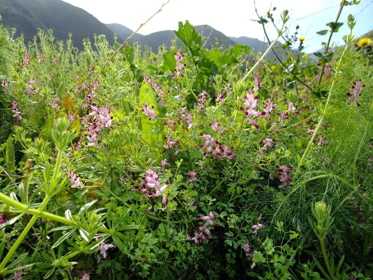 Fumaria macrosepala 13