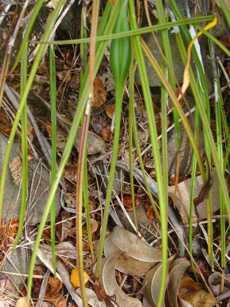Brassavola 15