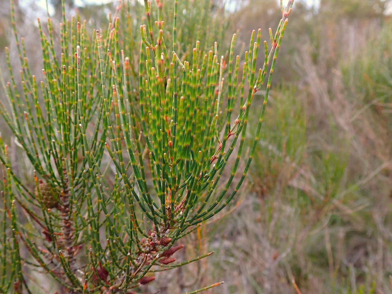 Allocasuarina di Mueller 13