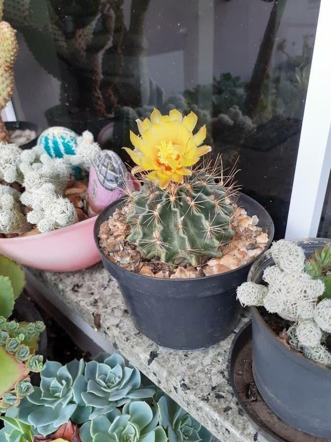 Thelocactus setispinus 5