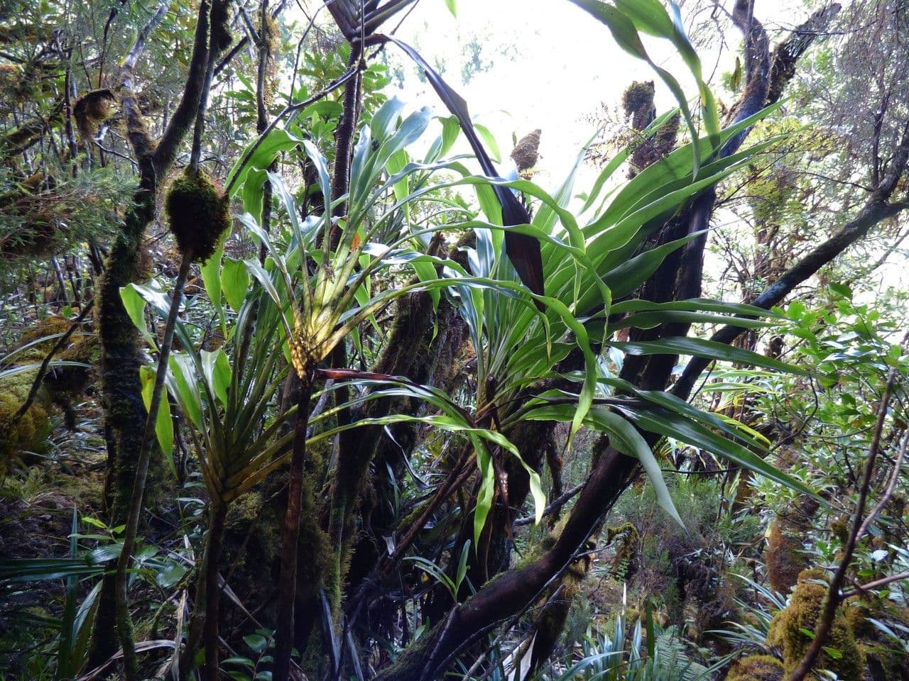 Cordyline mauritiana 11