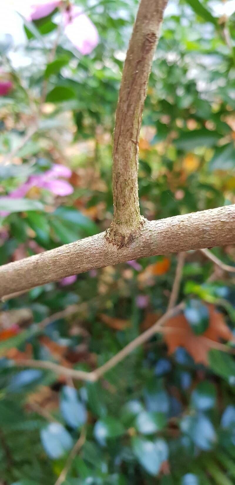 Camelia sasanqua 24