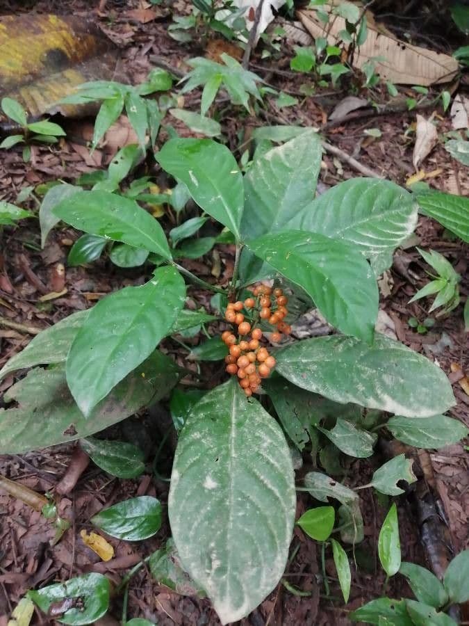 Psychotria 11