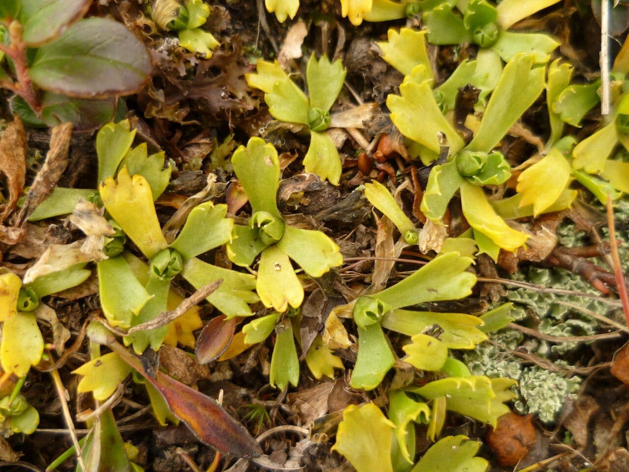 Primula 15