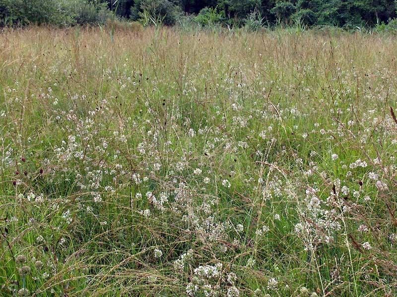 Allium suaveolens 11