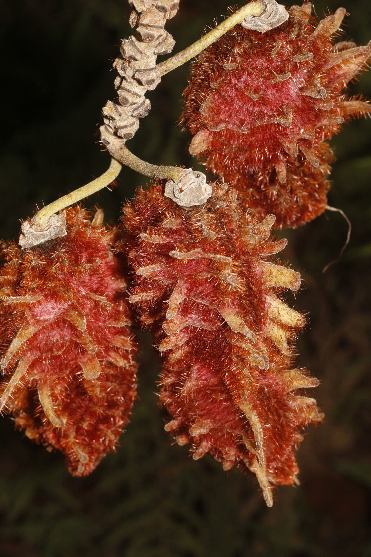 Mucuna 4