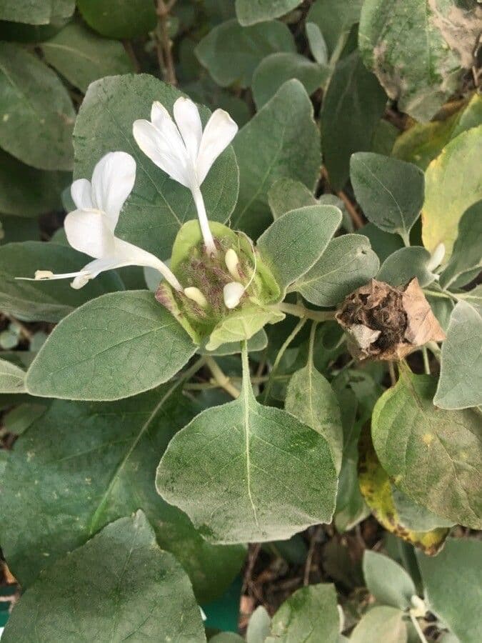 Barleria 3