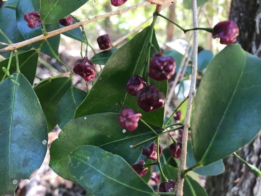 Acronychia laevis