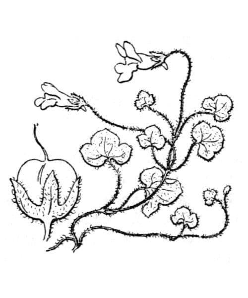 Cimbalaria 16