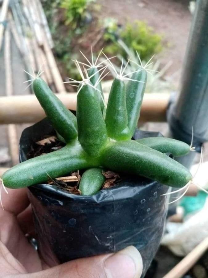 Cactus