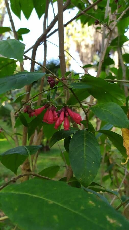 Frühe Cestrum
