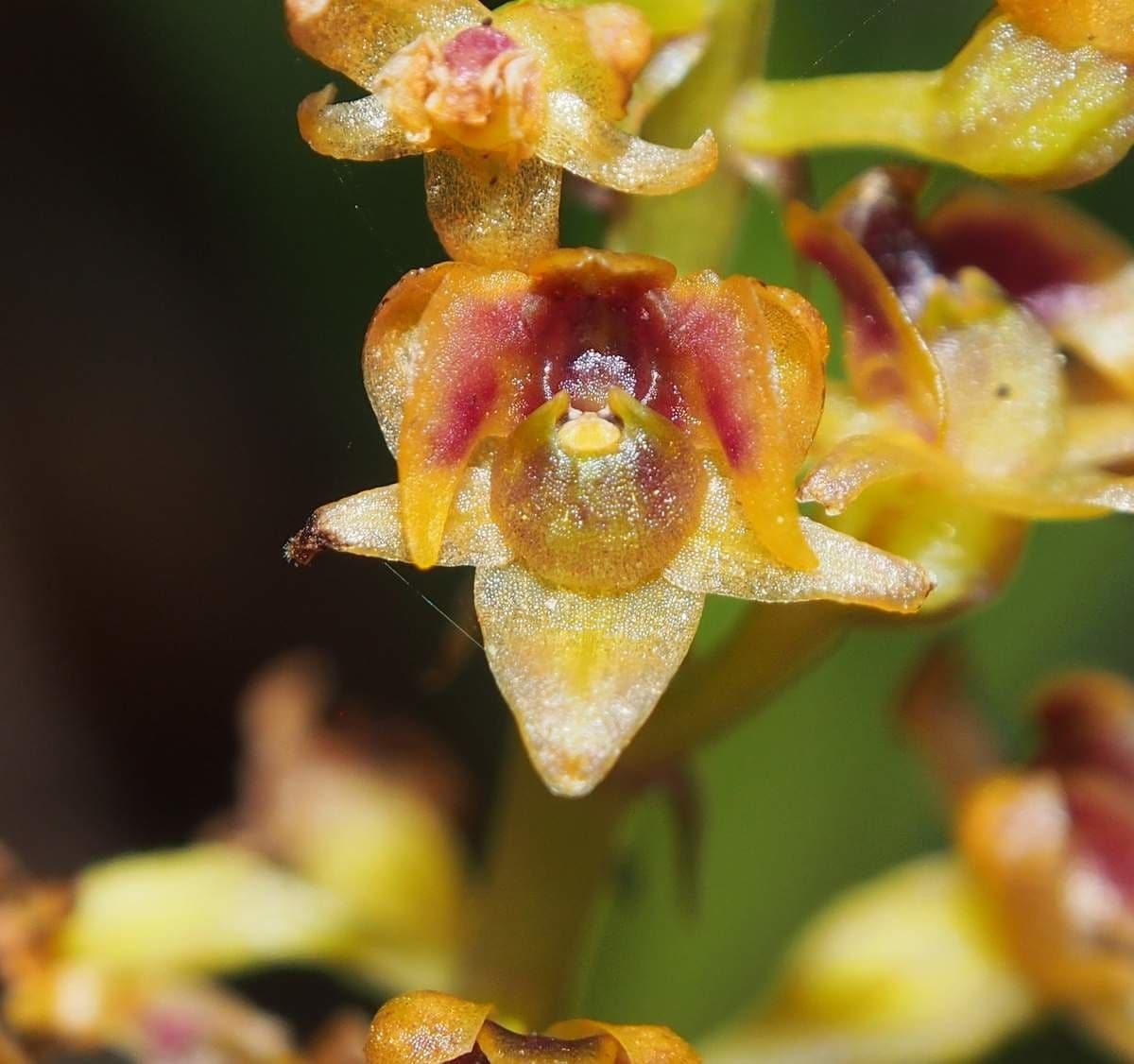 Crepidium taurino 14