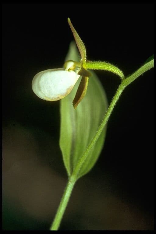 Cypripedium californicum 2