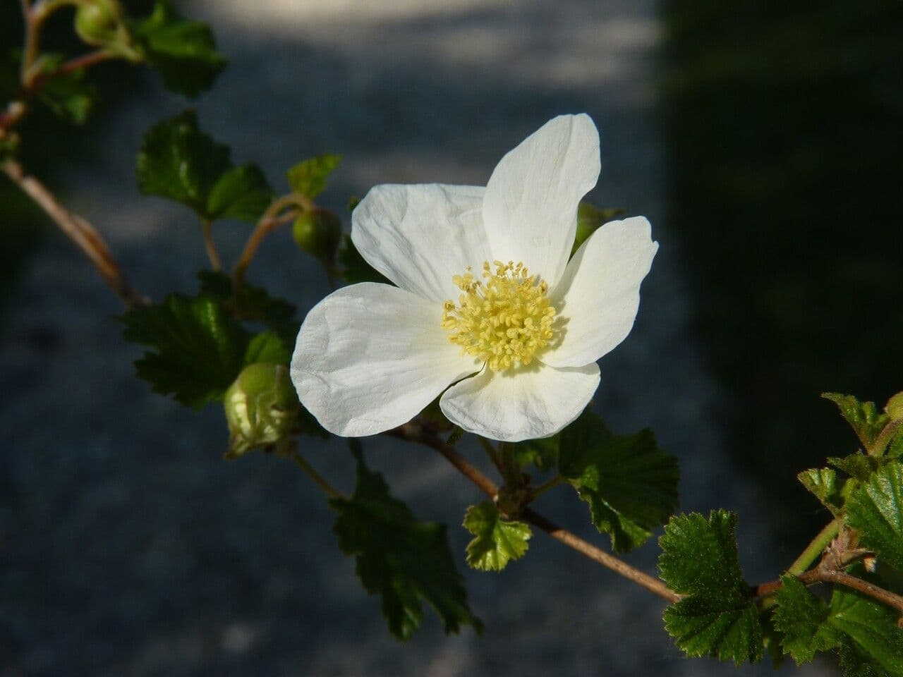 Lampone 5