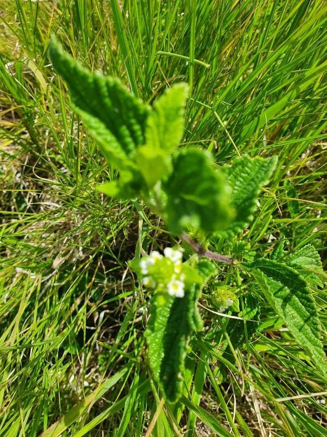 Lippia de Java 12