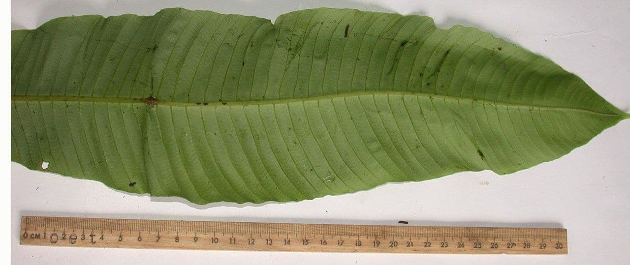 Thelypteris 8