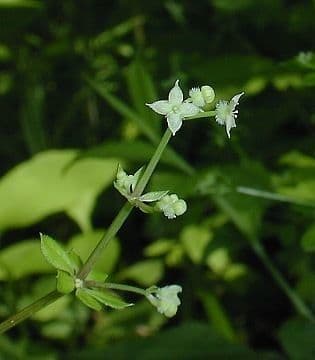 Caglio trifloro 5