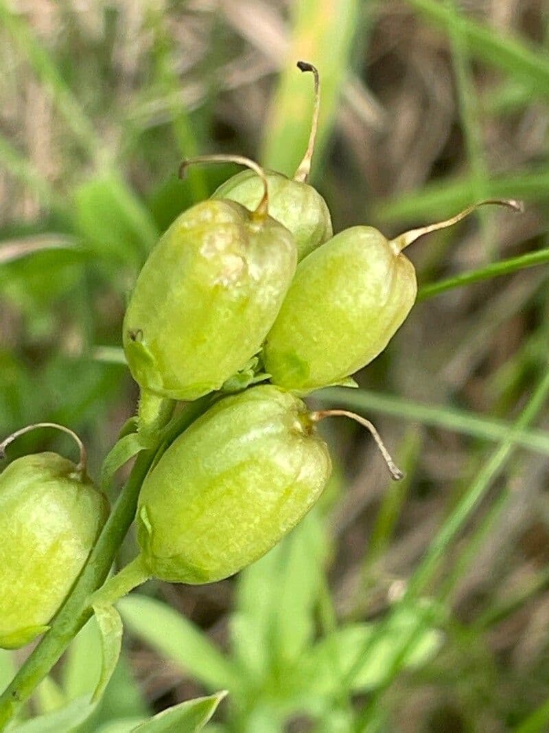Linaria comune 2