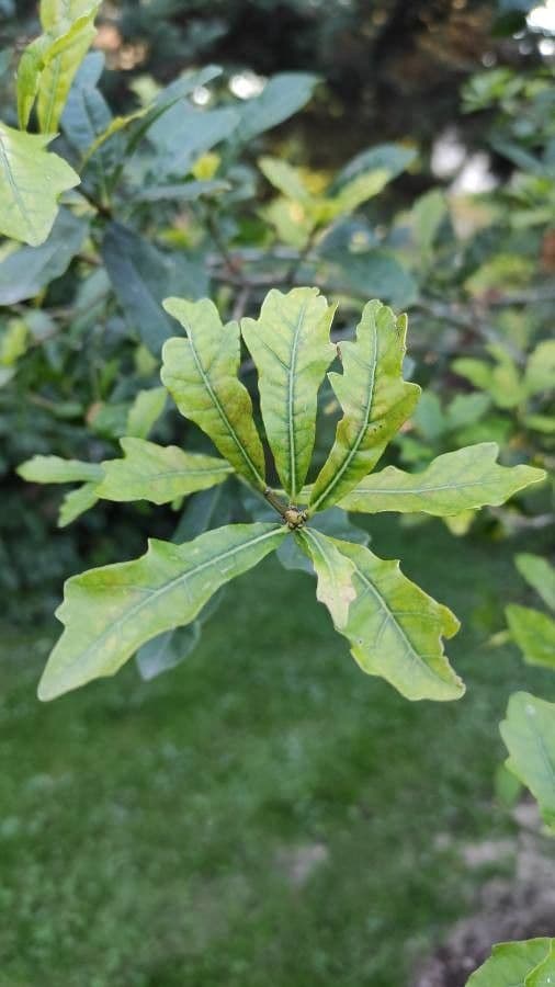 Quercia 3