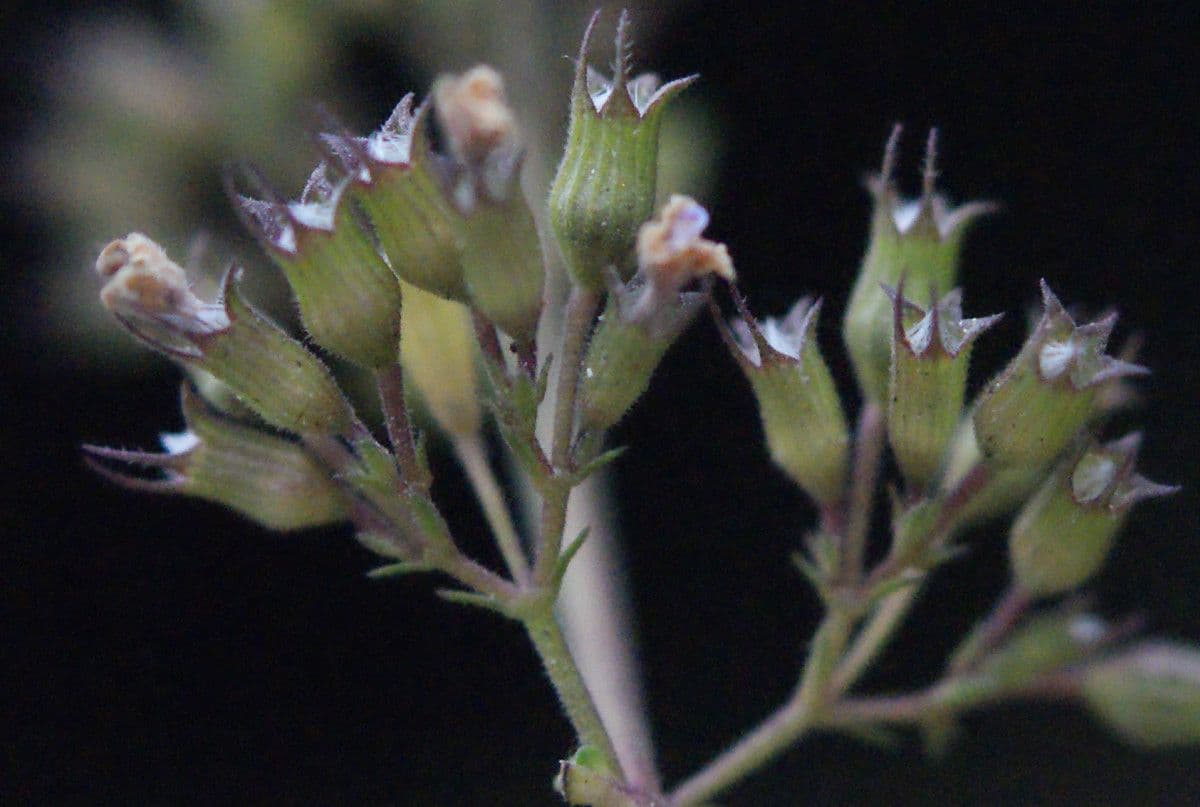 Nepitella 4