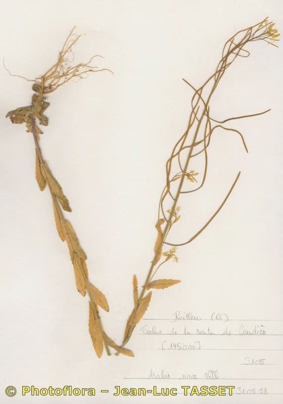Arabis nova 7